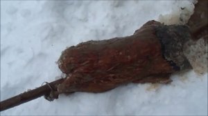 Бобр для приманки на куницу