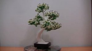 Дерево из бисера. Цветущий бонсай. Часть 3.