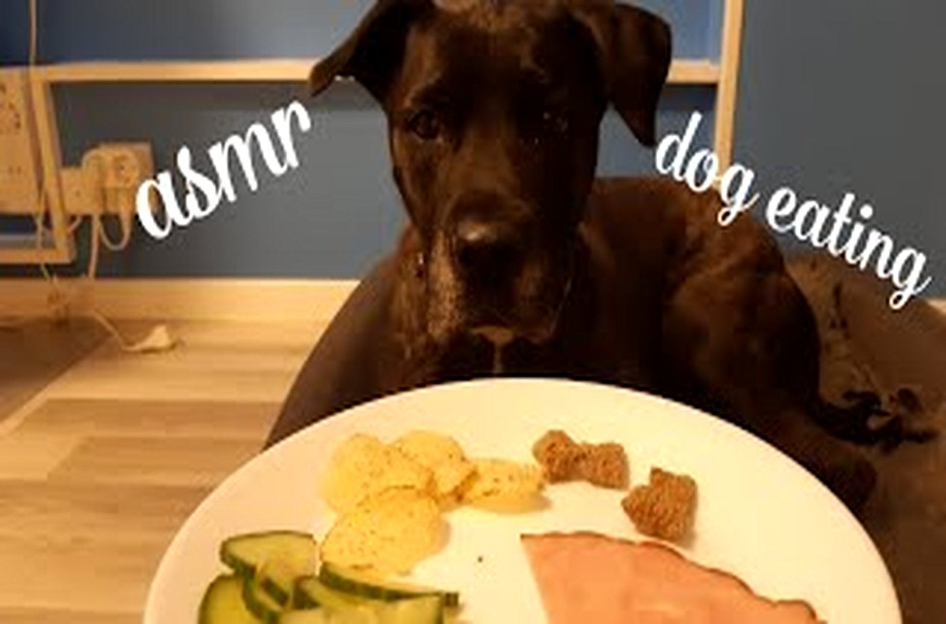 ASMR Dog Eating: No Talking (Lea) смотреть онлайн