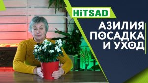 Проблемы с Азалией ✔️ Уход за Азалией  Советы от Хитсад ТВ