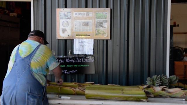 How To Harvest A Banana Tree | Real Life Farming Tips смотреть онлайн