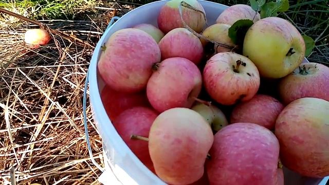 ПЕРВЫЙ УРОЖАЙ НАШЕЙ ЯБЛОНЬКИ КОНФЕТНОЕ!!! ЗАКРЫВАЕМ ЛЕТНИЙСЕЗОН2022!!! смотреть онлайн