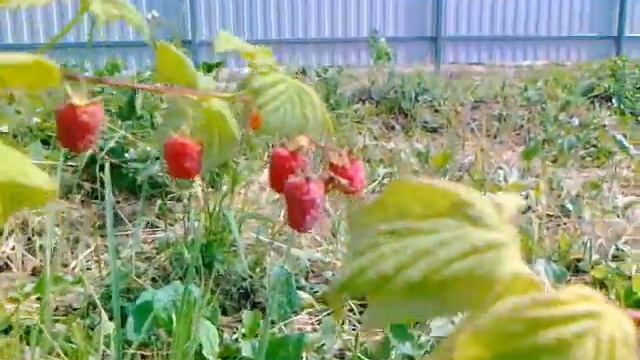 Малина сорт Лячка от агрохолдинга Поиск. смотреть онлайн