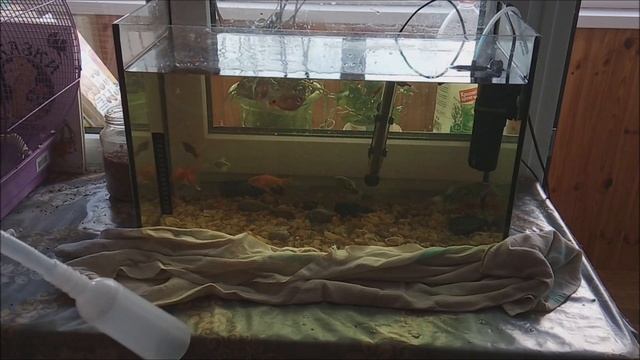 Как менять воду в аквариуме и не сливать её полностью? смотреть онлайн