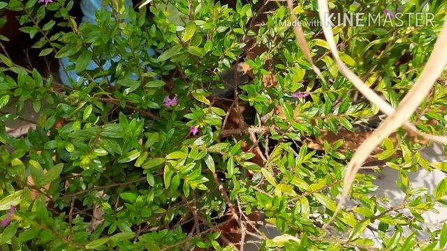 Cuphea Hyssopifolia/Mexican Heather Plant Care смотреть онлайн