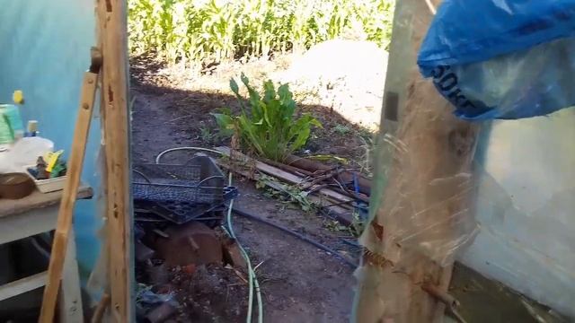 РИДОМИЛ ГОЛД от Бурой пятнистости на клубнике. Обработка клубники от грибковых заболеваний. смотреть онлайн