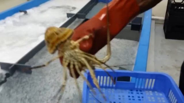 Live Spiny Lobster (Panulirus Argus) смотреть онлайн