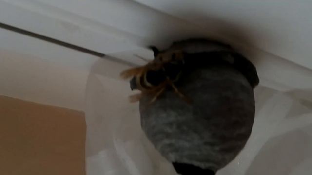 Осы строят своё гнездо в квартире. Часть 5.