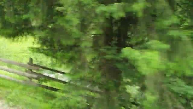 Кого можно встретить в карпатских лесах?Животные Карпат. смотреть онлайн