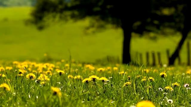 Красивые фото природы и пчел под приятную музыку смотреть онлайн