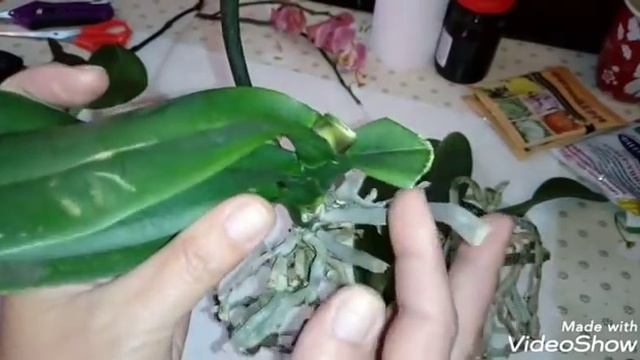 Погибающие Орхидеи - 1 | Phal. Leco Fantastic смотреть онлайн