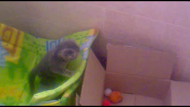 котята3 смотреть онлайн