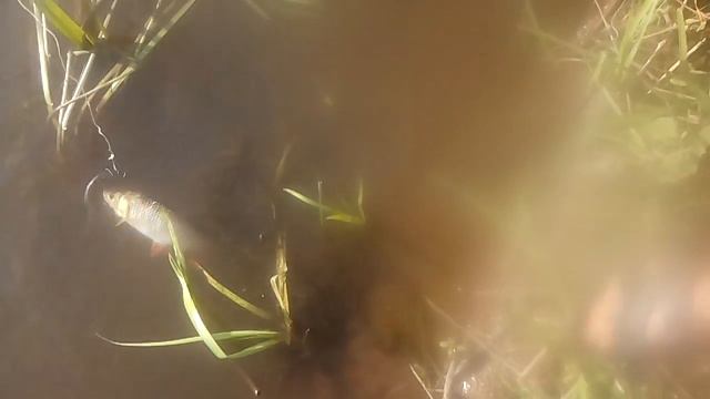 Как ловить хищных рыб на донку смотреть онлайн