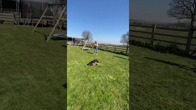 DAY 3: LOCKDOWN WITH YOUR DOGS - Children's Recall Game смотреть онлайн