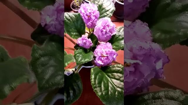 Фиалка ПТ ДЖУЛИЯ Shorts смотреть онлайн