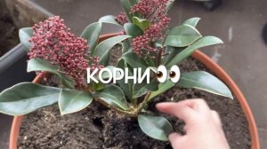 КОНТЕЙНЕРНОЕ ОЗЕЛЕНЕНИЕ: ПОСАДКА СКИММИИ ЯПОНСКОЙ “RUBELLA”?ПОДСЫПКА ЩЕБНЕМ