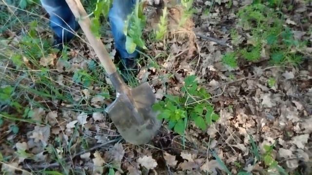 Сбор корня одуванчика. Когда заготавливать? - Домашний лекарь - выпуск №52 смотреть онлайн
