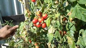 Очень вкусный высокорослый устойчивый томат Малиновый Ожаровский