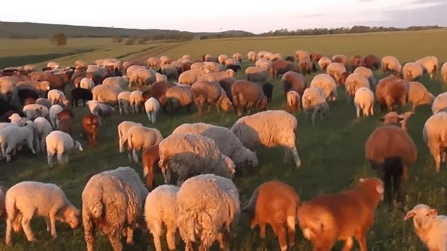 Бараны смотреть онлайн