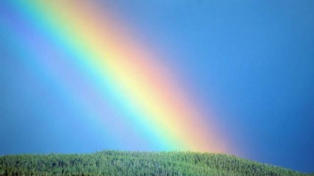 ЦВЕТ Дорогой или дешёвый смотреть онлайн