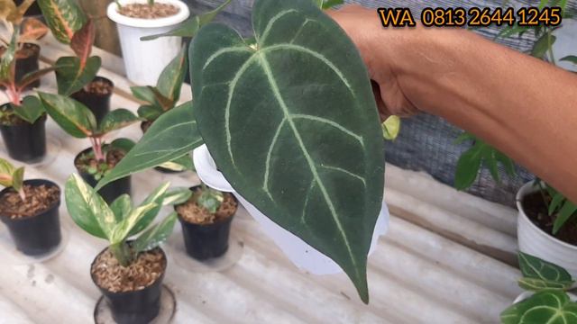 Anthurium Kuping Gajah Hybrid #anthurium #tanamanhias смотреть онлайн