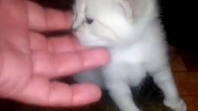 КОТЯТ МАНЧКИН ХОТЯТ ВОСПИТЫВАТЬ ВСЕ смотреть онлайн