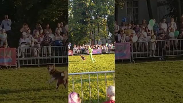 Танцы с собакой??? по мотивам "Маленький принц" А. де С.-Экзепьюри. Съемка моя?(с) смотреть онлайн