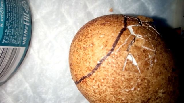 Сокол-балобан. Рождение охотника_Saker falcon. Birth of a hunter смотреть онлайн