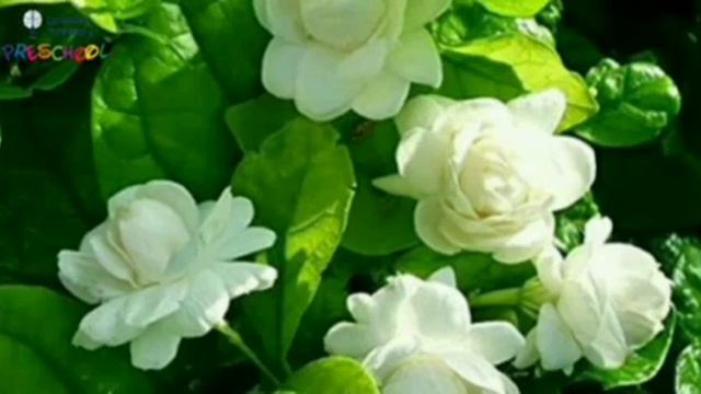 Names Of Flowers || The Brain Train Academy смотреть онлайн