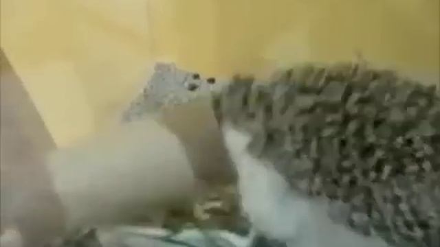 Boogie Boogie Hedgehog - Parry Gripp смотреть онлайн