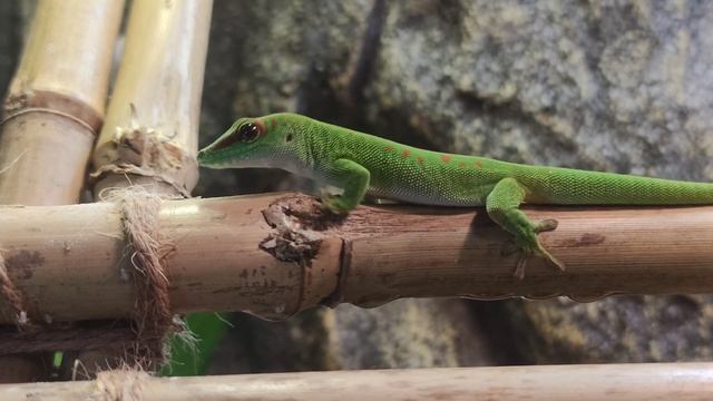 Охота на мухов. Фельзума мадагаскарская (Грандис) охотится на плодовую муху смотреть онлайн