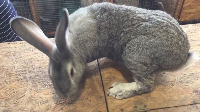 Вакцинация кроликов смотреть онлайн