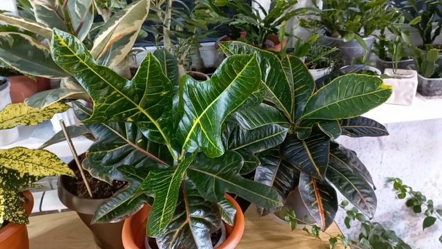 Кротон (Кодиеум)?Обзор?Выводы и наблюдения?Освещение?Миссис Айстон?Петра?Экселент?Аукуболистный? смотреть онлайн