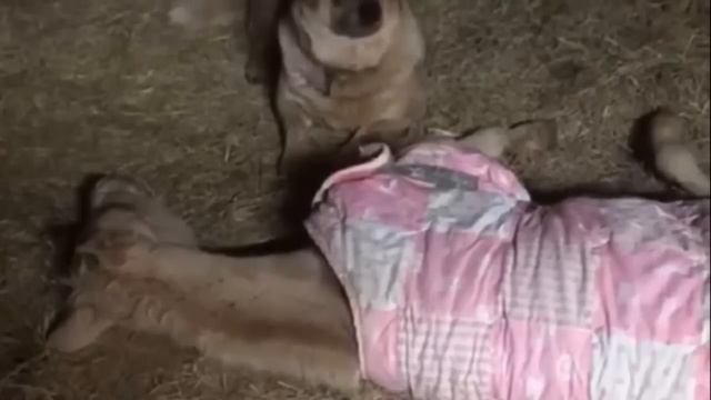 Старый пёс вырастил жеребёнка, который очень нуждался в маме. Это надо видеть! смотреть онлайн