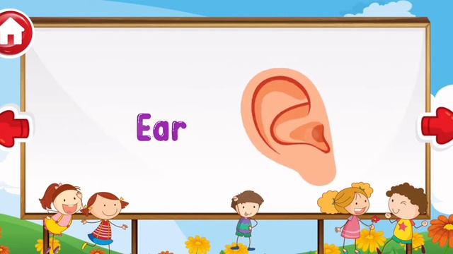 Parts of the body. Parts of the face. Части тела и лица. Flashcards смотреть онлайн