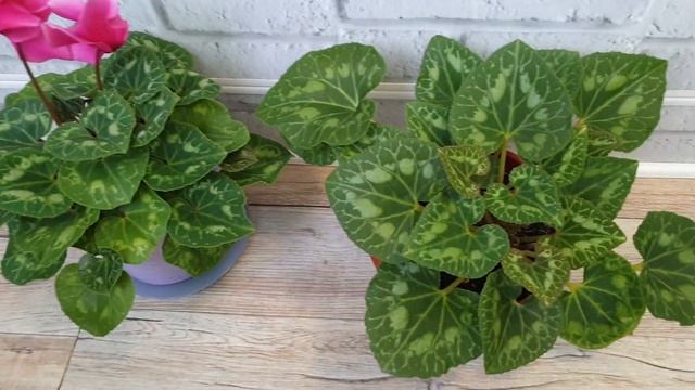 Мои Комнатные Цветы на Лоджии смотреть онлайн