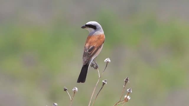 Лучшие композиции Сергея Чекалина! Сборник невероятно красивой музыки для души...красивая видео