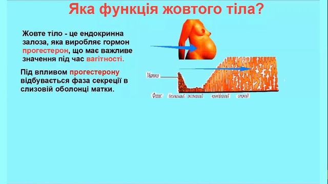 Менструальний цикл. фізіологія смотреть онлайн