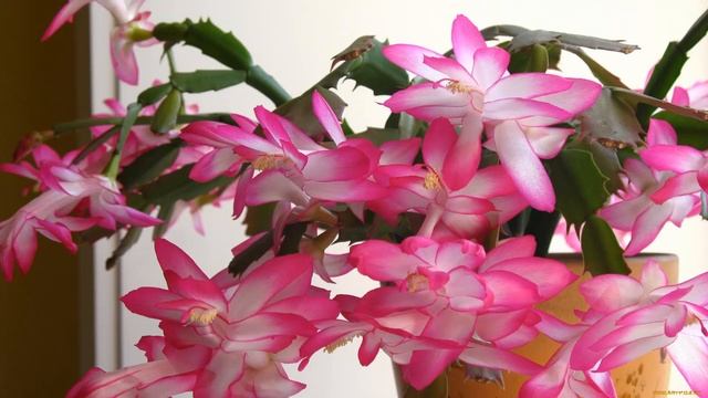 ПОЧЕМУ НЕ ЦВЕТЁТ ДЕКАБРИСТ - А ДАЁТ ТОЛЬКО ЛИСТВУ смотреть онлайн