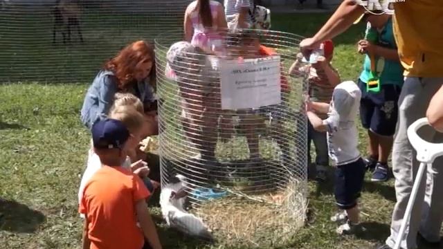 Празднование Дня семьи, любви и верности смотреть онлайн