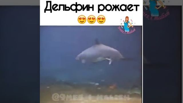 Как Дельфин рожает смотреть онлайн