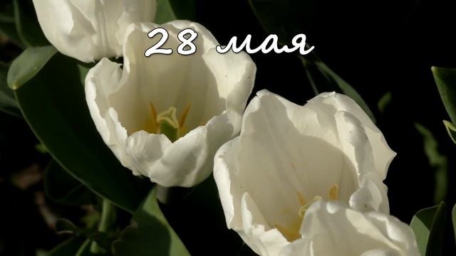 28 мая – именины сегодня отмечают смотреть онлайн