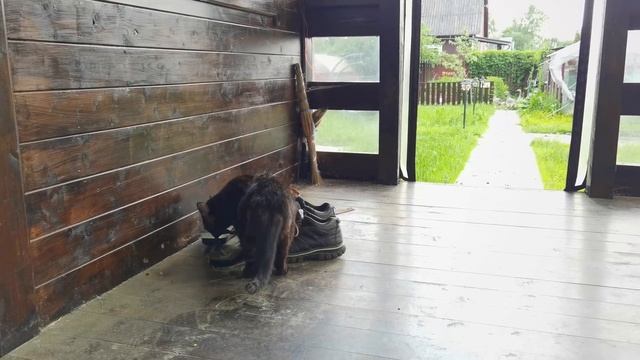 Дача, как гостиница для кошек... смотреть онлайн