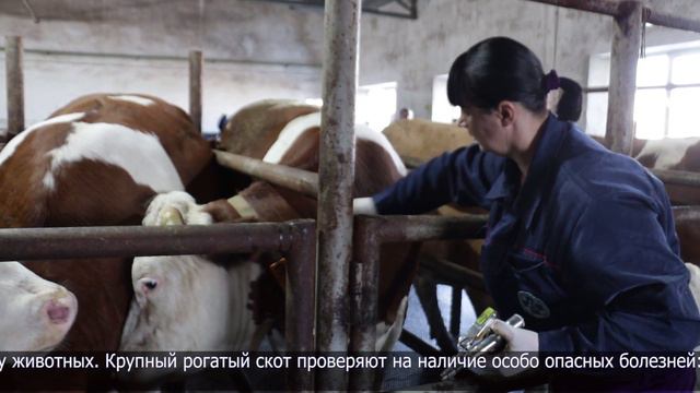 В СКО вакцинируют сельскохозяйственных животных смотреть онлайн