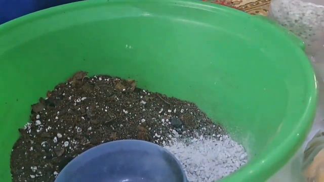 ӘЙЕЛ БАҚЫТЫ ГҮЛІНІҢ КҮТІМІНДЕГІ ҚАТЕЛІКТЕР смотреть онлайн