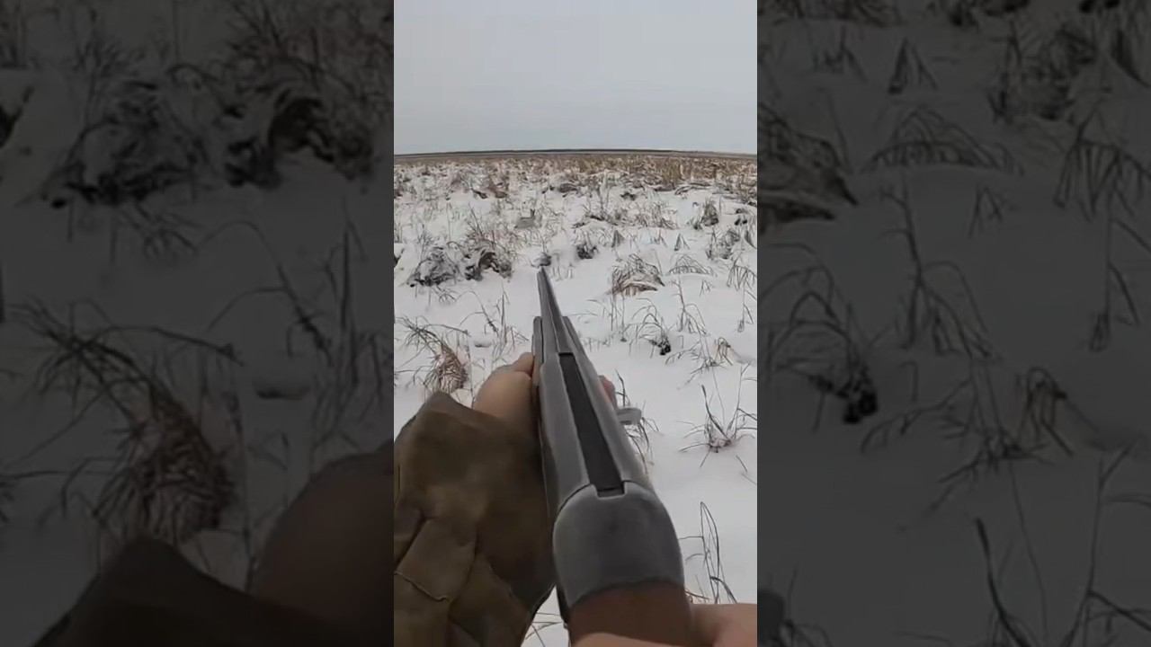 Красивый прыжок зайца #охота #охотаназайца смотреть онлайн