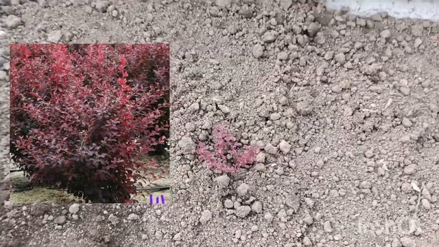 Поилка для птиц.?? Новые посадки.? Капаем пруд. ?Клад нашего пëселя. ?? смотреть онлайн