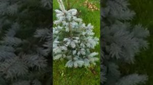 Чем подкормить голубую ель