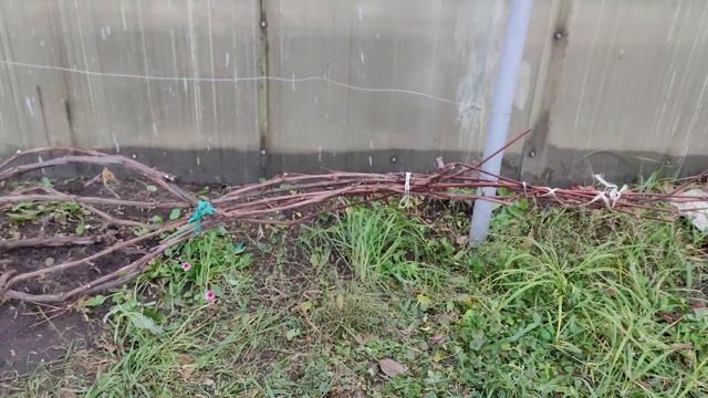УКРЫТИЕ ВИНОГРАДА ОСЕНЬЮ на зиму в Подмосковье смотреть онлайн