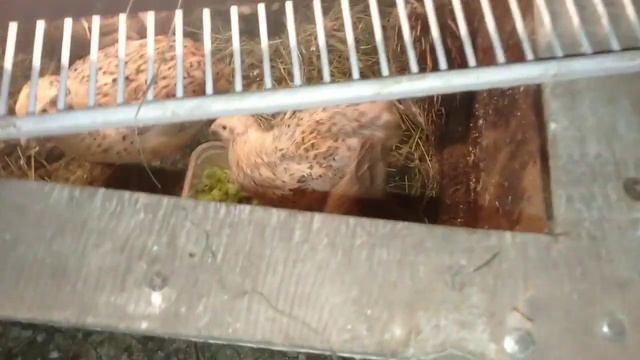 Чего не хватало в корме? Кормление перепелов капустой смотреть онлайн